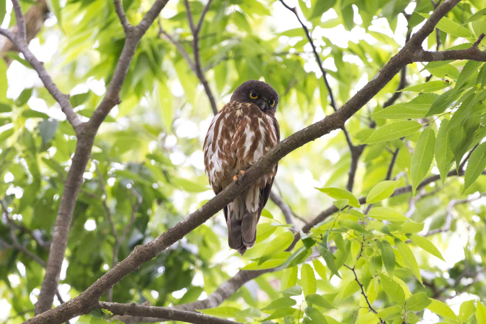  アオバズクの写真 by MunaOsa