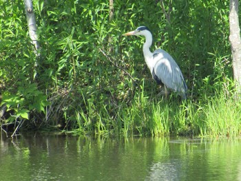 2021年6月2日(水) 野幌森林公園の野鳥観察記録