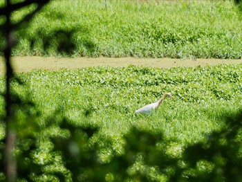 アマサギ 昆陽池 2021年5月30日(日)