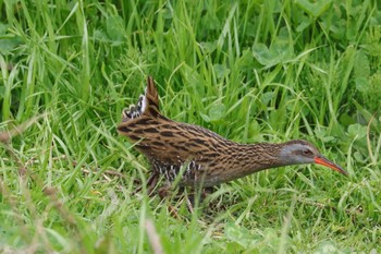 Brown-cheeked Rail 落合川 Tue, 3/30/2021