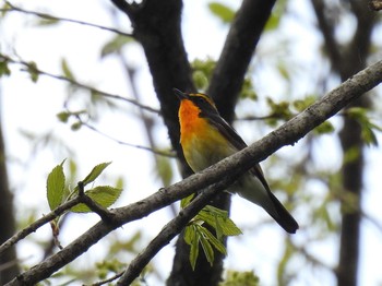 キビタキ 戸隠森林植物園(戸隠森林公園) 2021年6月2日(水)