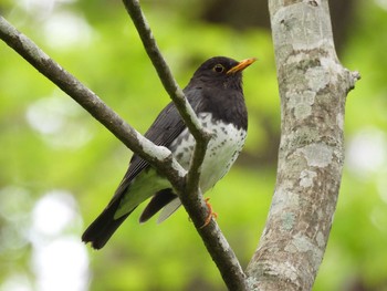 クロツグミ 戸隠森林植物園(戸隠森林公園) 2021年6月2日(水)