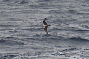 2021年4月29日(木) 八丈島航路の野鳥観察記録