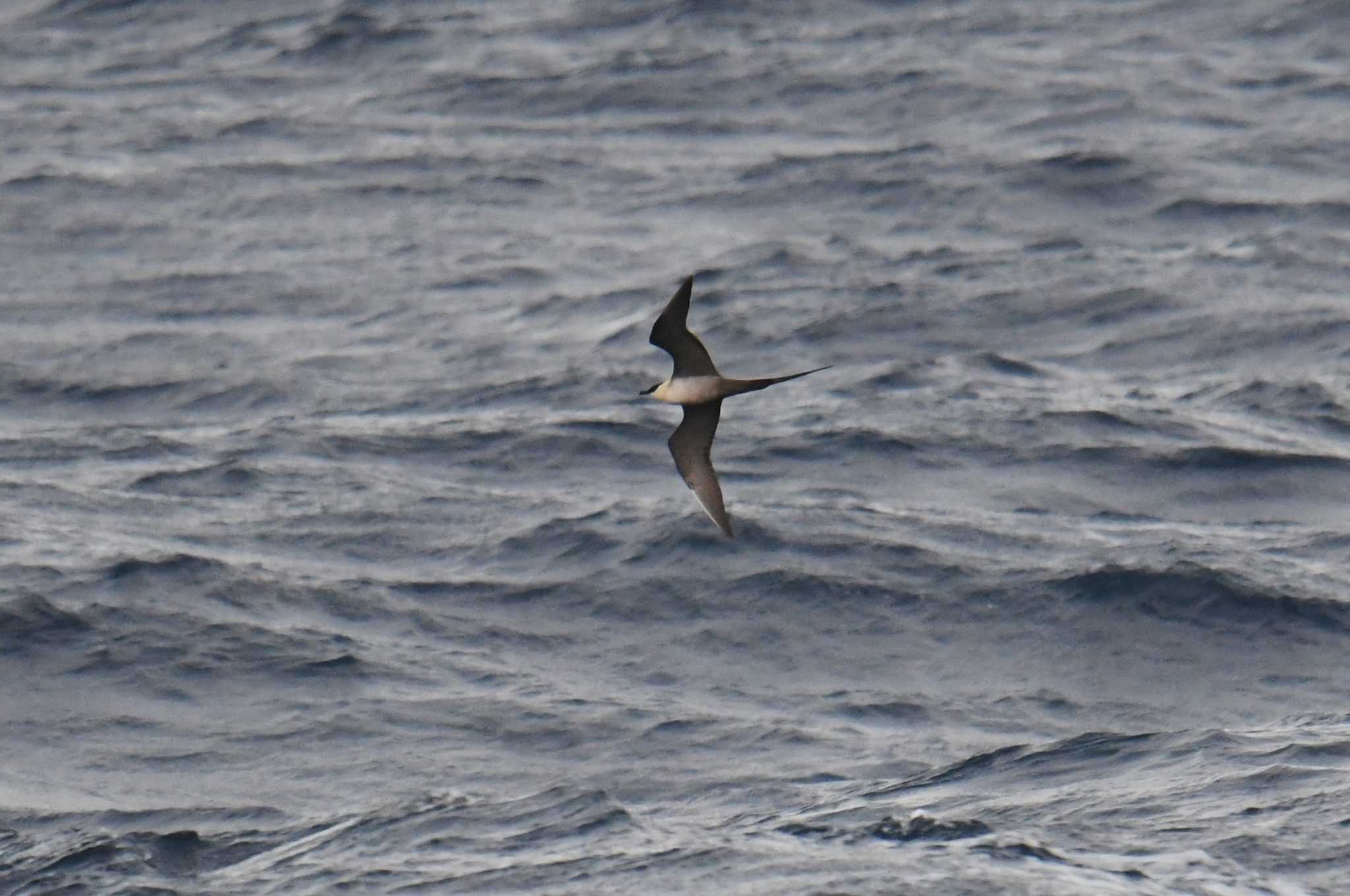 Long-tailed Jaeger