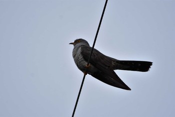 2021年6月2日(水) 長野県　家の周辺の野鳥観察記録