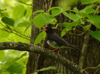 クロツグミ 戸隠森林植物園(戸隠森林公園) 2021年6月2日(水)