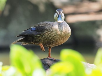 カルガモ 尼崎市元浜緑地公園 2021年5月29日(土)