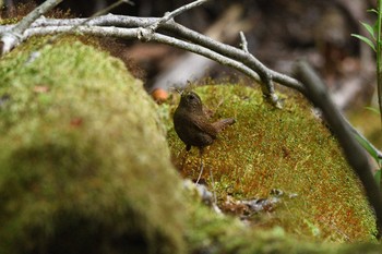 2021年5月30日(日) 前日光県立公園の野鳥観察記録