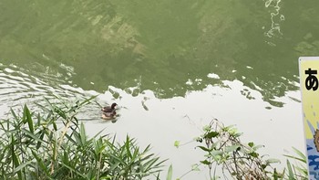 Little Grebe ひき岩群国民休養地 Wed, 6/2/2021