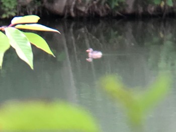 Little Grebe ひき岩群国民休養地 Wed, 6/2/2021