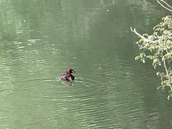 Little Grebe ひき岩群国民休養地 Wed, 6/2/2021