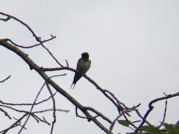 Barn Swallow ひき岩群国民休養地 Wed, 6/2/2021