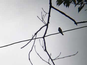 Barn Swallow ひき岩群国民休養地 Wed, 6/2/2021