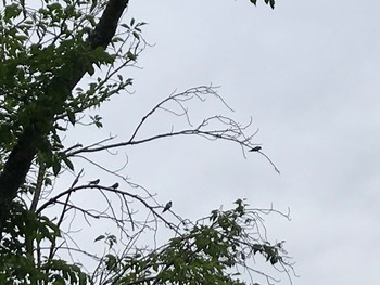 Barn Swallow ひき岩群国民休養地 Wed, 6/2/2021