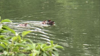 Little Grebe ひき岩群国民休養地 Wed, 6/2/2021