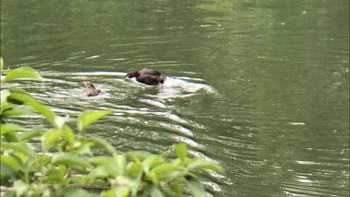 Little Grebe ひき岩群国民休養地 Wed, 6/2/2021