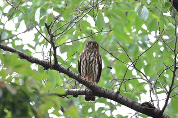 Northern Boobook 神奈川県 Sat, 5/29/2021