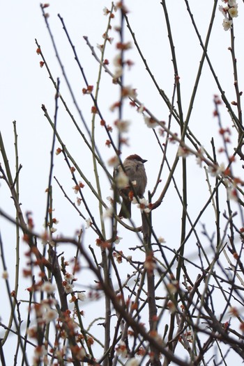 Eurasian Tree Sparrow 蒲田 Mon, 3/13/2017