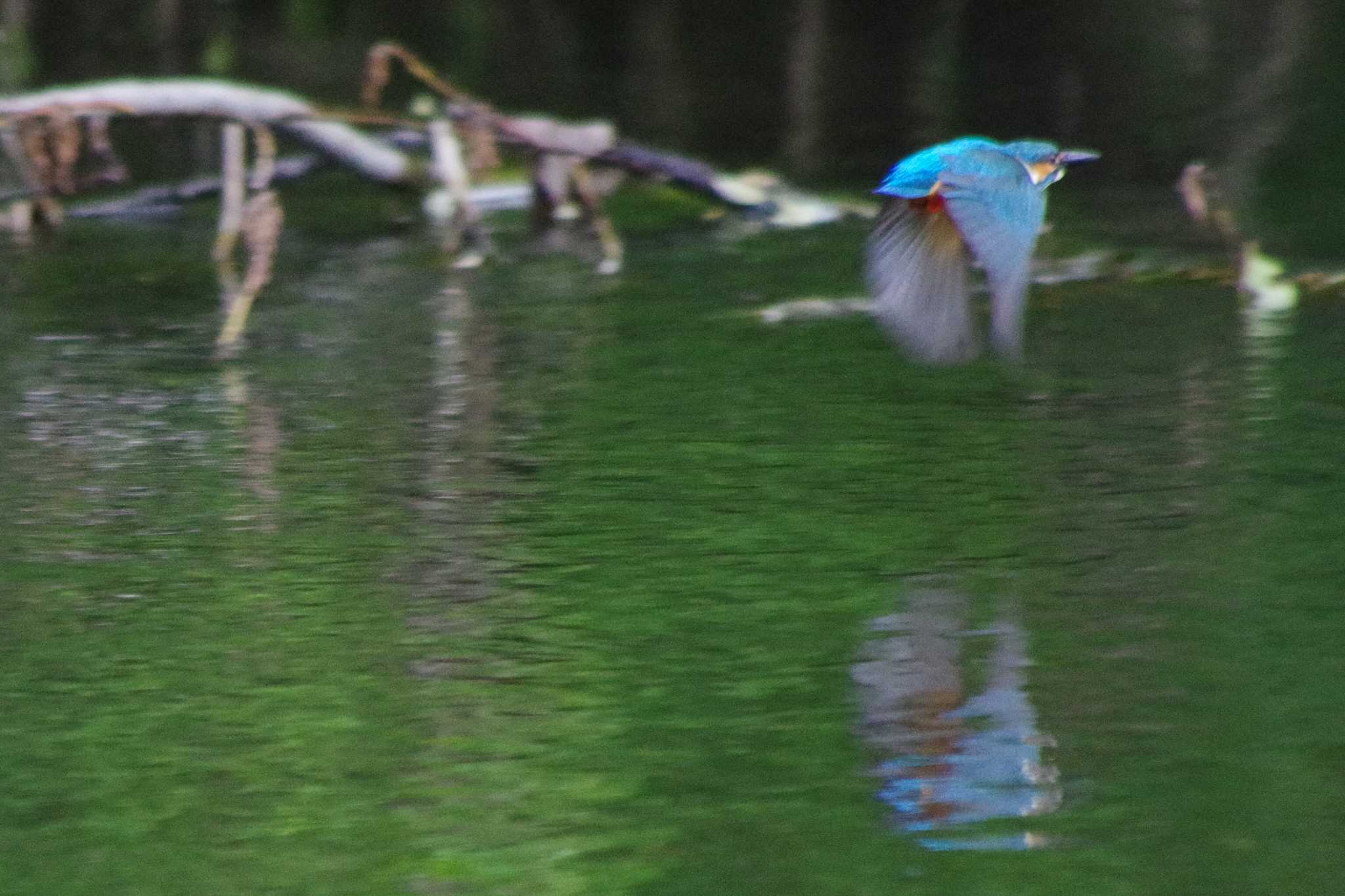 福井緑地(札幌市西区) カワセミの写真 by 98_Ark (98ｱｰｸ)