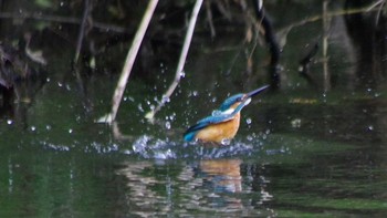 2021年6月3日(木) 福井緑地(札幌市西区)の野鳥観察記録