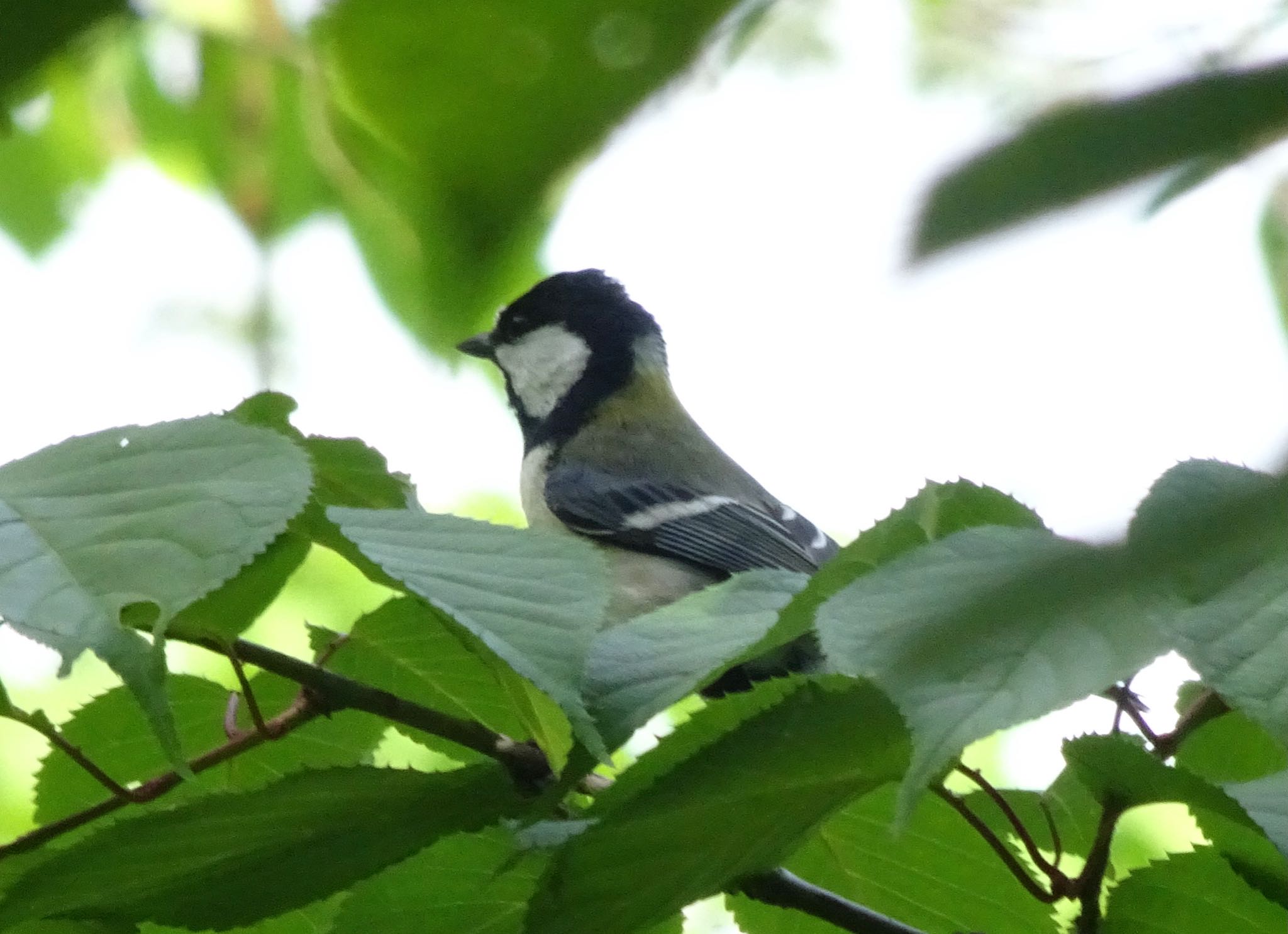 Photo of Japanese Tit at 旭山公園 by haha.9535