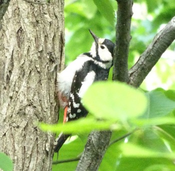 Great Spotted Woodpecker 旭山公園 Thu, 6/3/2021