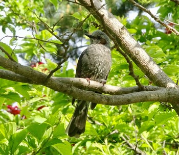 ヒヨドリ 福井緑地(札幌市西区) 2021年6月3日(木)