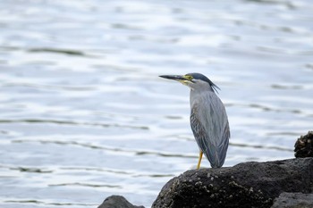 Sat, 5/29/2021 Birding report at 東京都