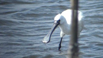 クロツラヘラサギ 葛西臨海公園 2017年3月11日(土)