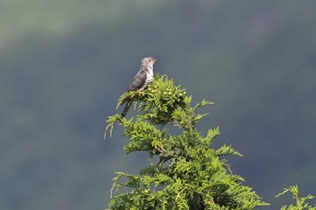 Lesser Cuckoo 菜の花台 Thu, 6/3/2021