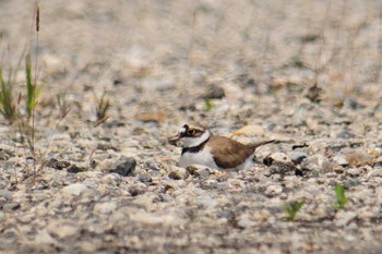 Little Ringed Plover 奈良県奈良市 Sun, 5/30/2021