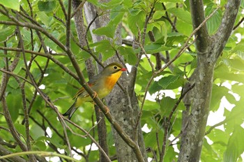 Red-billed Leiothrix 菜の花台 Thu, 6/3/2021