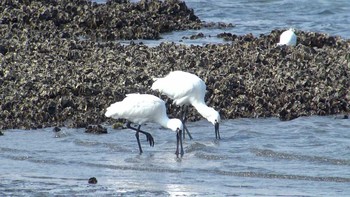 クロツラヘラサギ 葛西臨海公園 2017年3月11日(土)