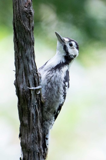 White-backed Woodpecker 野幌森林公園 Mon, 5/31/2021