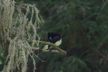 Black Paradise Flycatcher 八王子城跡 Thu, 6/3/2021