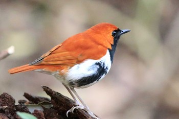 Ryukyu Robin Amami Nature Observation Forest Tue, 2/28/2017