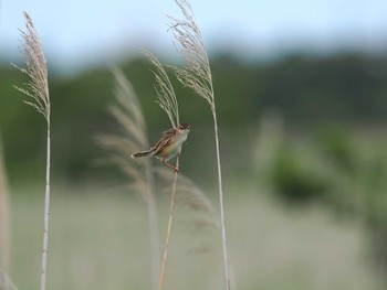 Zitting Cisticola Tonegawa Kojurin Park Thu, 6/3/2021