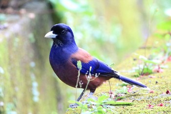 ルリカケス 奄美自然観察の森 2017年2月28日(火)