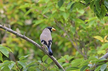 Japanese Grosbeak 菜の花台 Thu, 6/3/2021