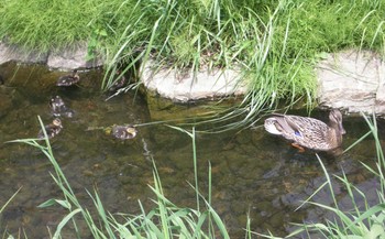 2021年6月3日(木) 安春川(札幌市北区)の野鳥観察記録