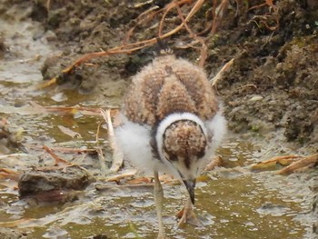 Little Ringed Plover 横須賀 Thu, 6/3/2021