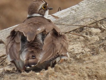 Little Ringed Plover 横須賀 Thu, 6/3/2021