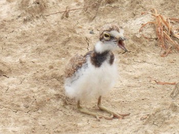 Little Ringed Plover 横須賀 Thu, 6/3/2021