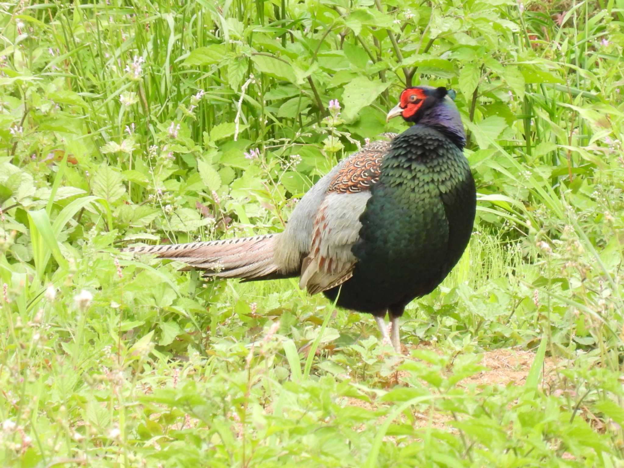 Green Pheasant