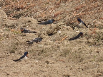 Barn Swallow 横須賀 Thu, 6/3/2021