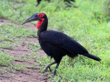 Southern Ground Hornbill Lake Manyara National Park Sun, 12/15/2019