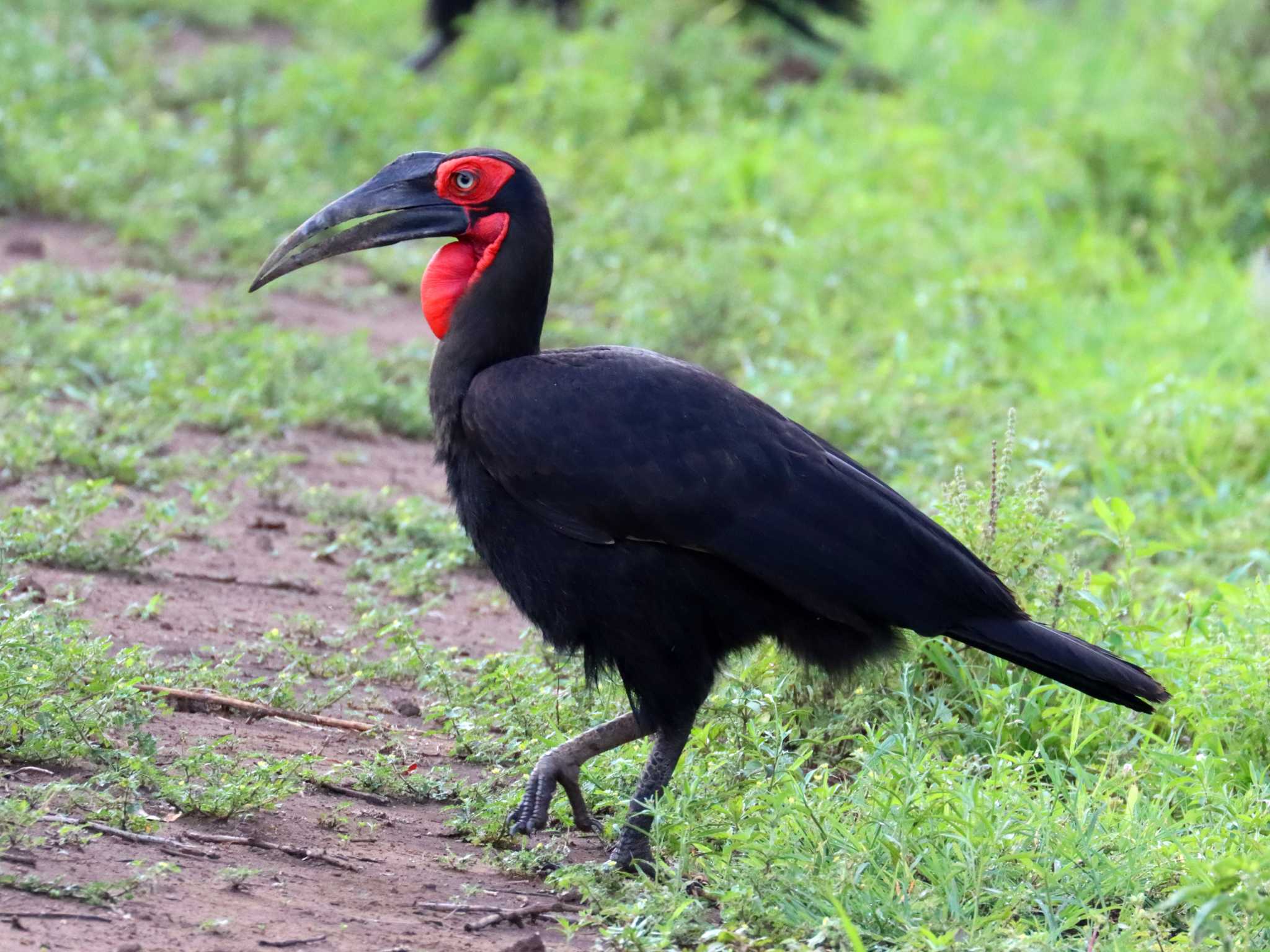 Photo of Southern Ground Hornbill at Lake Manyara National Park by SuperGlover
