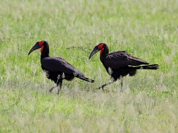 Southern Ground Hornbill Tarangire National Park Tue, 12/17/2019