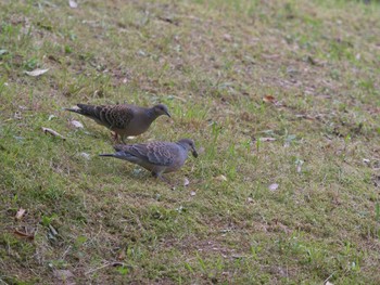 2021年6月3日(木) 松江城の野鳥観察記録