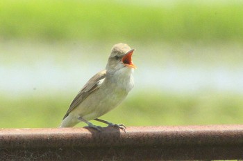 2021年6月3日(木) 愛知県知多市社山１丁目 34°59'46.7" 136°53'22.6"の野鳥観察記録